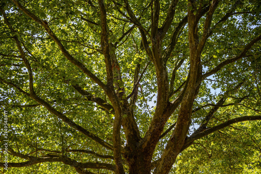 Fototapeta premium Platane im Sommer