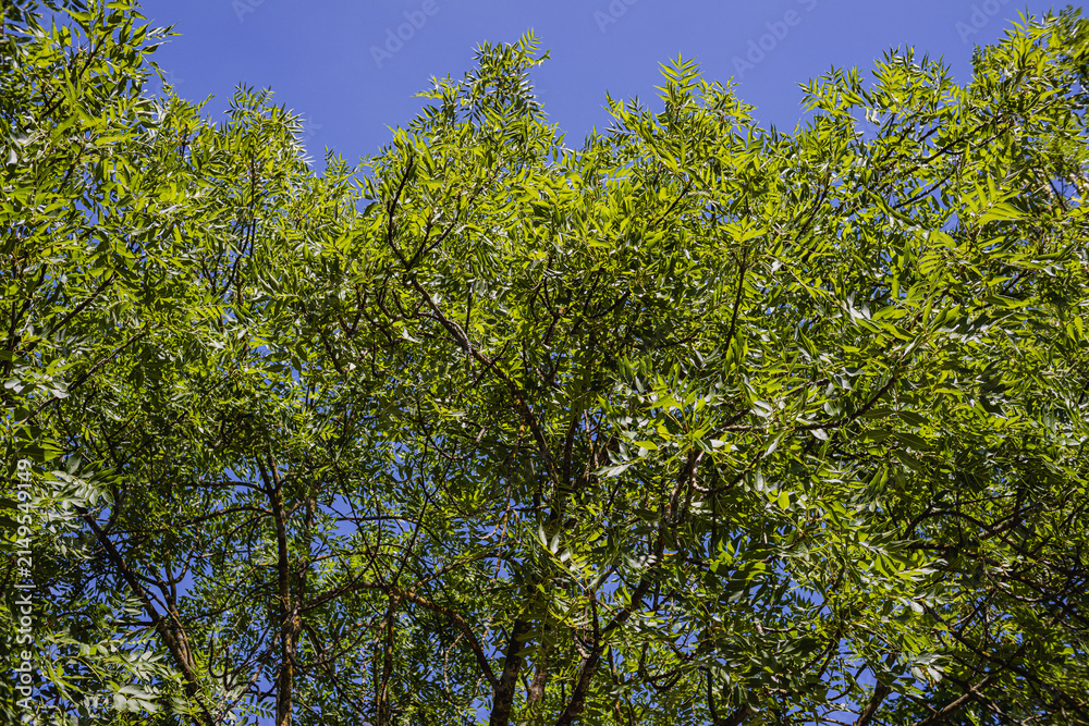 Fototapeta premium Grüne Bäme vor blauem Himmel