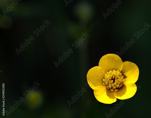 Bild auf Leinwand Yellow flower stands alone in a dark background at a garden during spring season