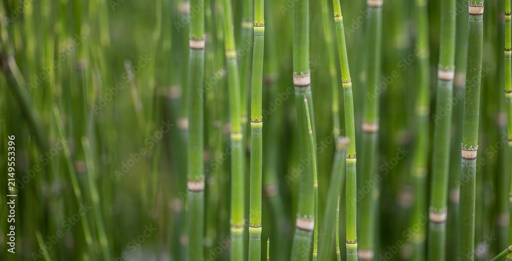 Obraz premium Bamboo plants grow tall in a sunny area during the daytime showcasing their green stems and unique structure