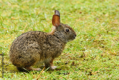 Foto Lateral view of an Andean cottontail (Sylvilagus andinus) at Yanacocha Reserve,