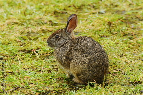Bild auf Leinwand Andean cottontail (Sylvilagus andinus) sitting on the grass at Yanacocha Reserve
