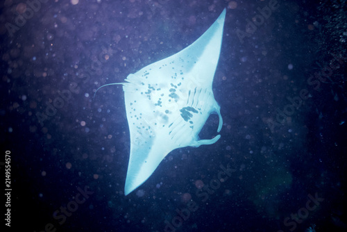 Fotografie Manta ray swimming at night off the coast of Hawaii