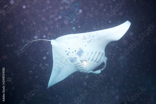 Manta ray swimming at night off the coast of Hawaii