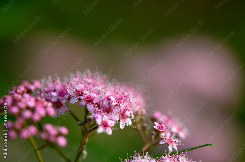 Obraz premium Japanese spirea Spiraea japonica vibrant pink flower clusters Rosaceae ornamental shrub