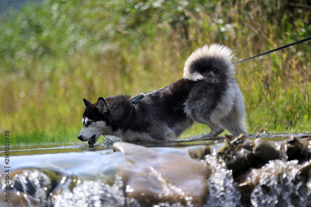 Obraz premium happy Husky Dog Swimming in a Stream and shaking off water