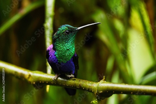 Canvastavla Male Ecuadorian green-crowned woodnymph (Thalurania colombica verticeps) with sh