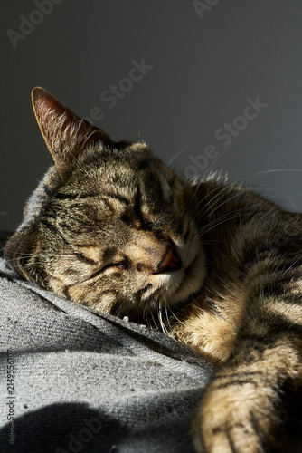 Canvas Print Sleeping tabby cat resting on gray sofa backrest
