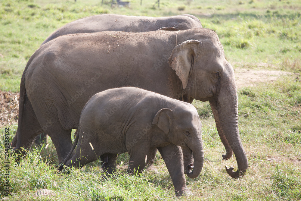 Fototapeta premium Asian elephants walking