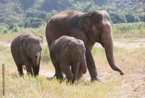 Photography Asian elephants walking