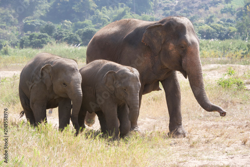Canvas Print Asian elephants walking