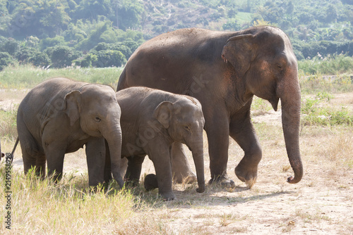 Canvas Print Asian elephants walking