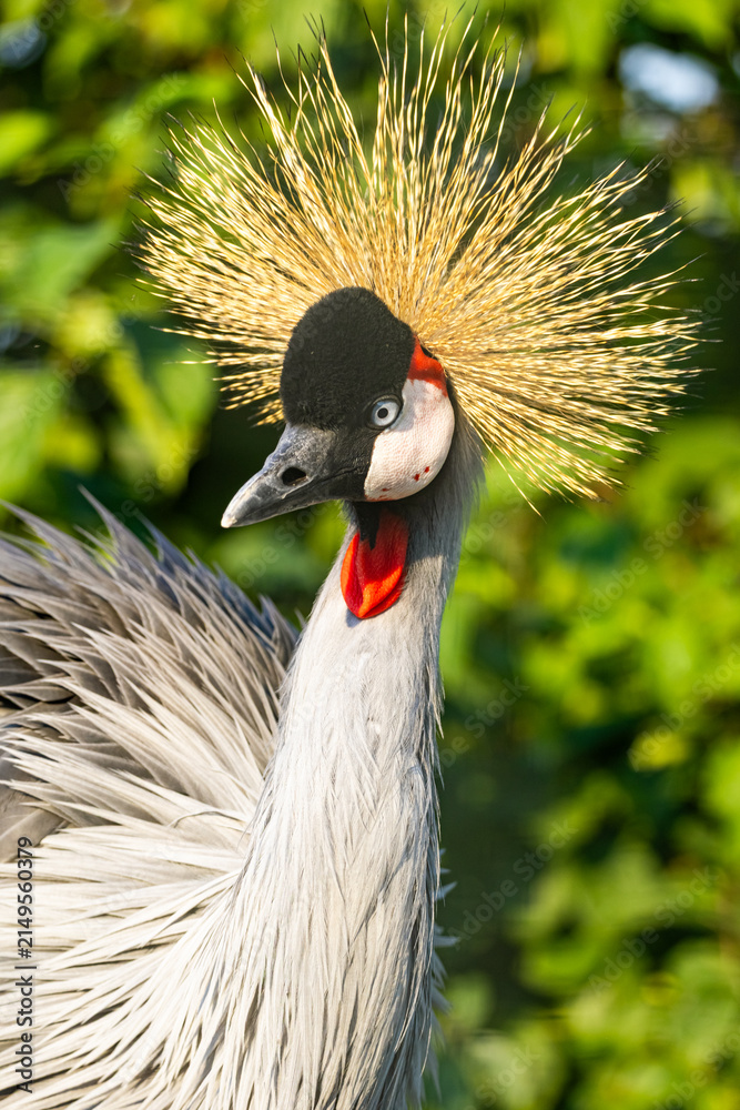 Naklejka premium Vertical portrait of a Grey Crowned Crane (Balearica regulorum) displaying its fan-like golden crest, red wattle, and grey neck plumage against green foliage