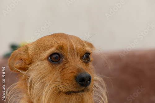 Foto Golden brown dog with shaggy fur resembling a terrier expressive dark eyes point