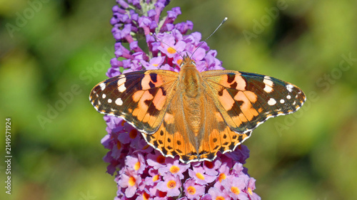 Cuadro en lienzo painted lady butterfly on flower