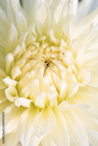 Close-up photograph of a white dahlia, dahlia pinnata variety Cafe au Lait Light	