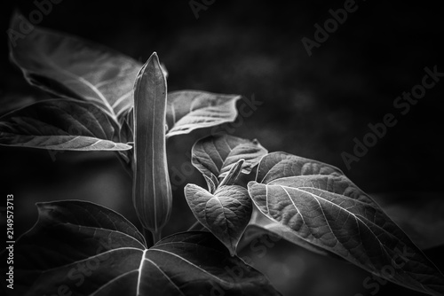 Splendor of flower buds; Brazil's white angel trumpet, angel's tears or snowy angel's trumpet; Brugmansia Suaveolens; black and white photography	