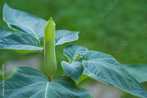 Splendor of flower buds; Brazil's white angel trumpet, angel's tears or snowy angel's trumpet; Brugmansia Suaveolens