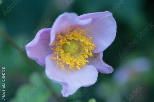 Pink anemone flower in the garden; Eriocapitella Tomentosa	