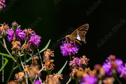Silver spotted skipper feeding on Ironweed flower. Epargyreus clarus, the silver spotted skipper, is a butterfly of the family Hesperiidae. It tends to be the most recognized skipper in North America.