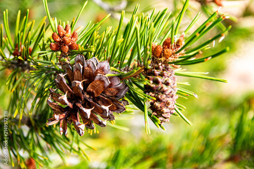 New and Old Pinecones. New pinecones grow alongside an older pinecone on a pine tree.
