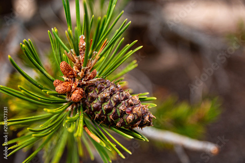 Pinecone and Needles. A close up of a small pinecone and needles on a pine tree.