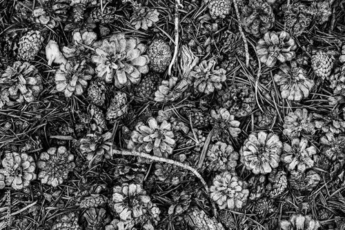 Pinecone Pattern (Large). Fallen pinecones make an abstract pattern on the ground in the forest.