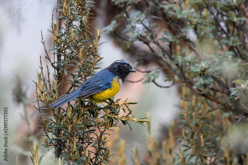 Buff-banded Mountain Tanager (Dubusia taeniata) perched among native shrubs in Cajas National Park, high in the Ecuadorian Andes.