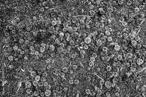 Pinecone Pattern (Small). Fallen pinecones make an abstract pattern on the ground in the forest.
