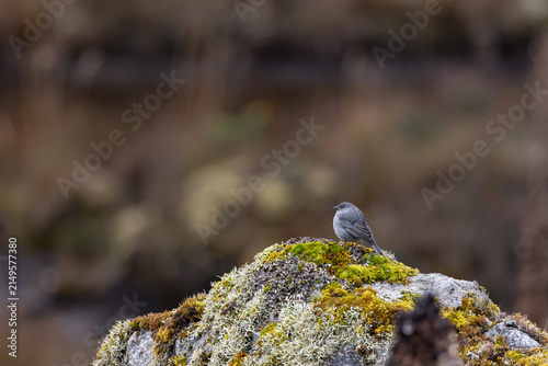 Plumbeous Sierra Finch (Geospizopsis unicolor) perched on a moss-covered rock in the high-altitude páramo of Ecuador.