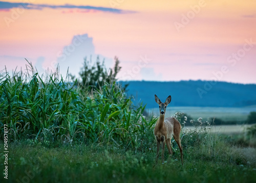 Fotografía Wild female roe deer in a field