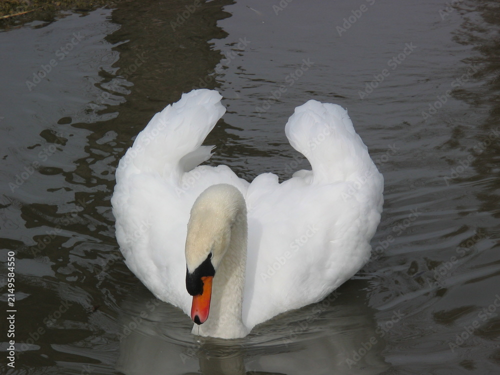Naklejka premium Swan Gliding on Calm Water