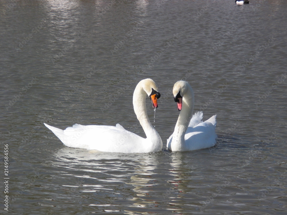 Fototapeta premium Two Swans Interacting on Calm Water