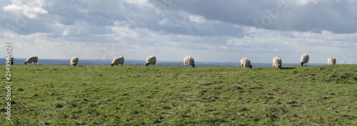 Obraz na płótnie Sheep Grazing on Hilltop Under Dramatic Sky