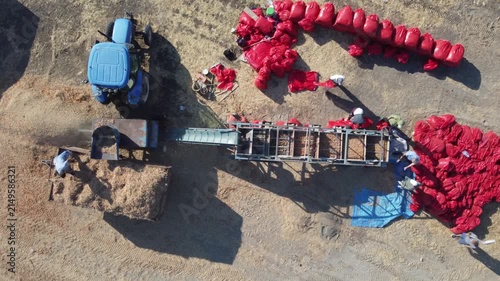 Aerial View of Onion Sets Processing and Bagging During Harvest, Agricultural Machinery, Farm Workers, Rural Farming, Crop Production