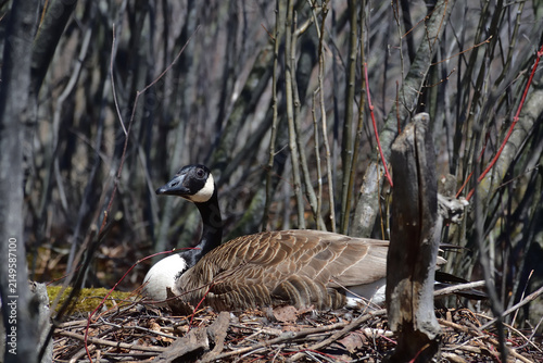 Canada goose incubating eggs.