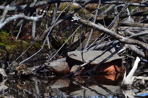 Snapping turtle walking to lake shore