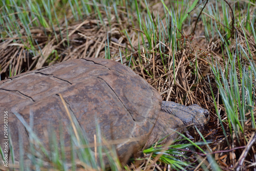 Snapping turtle outside water on wetland.