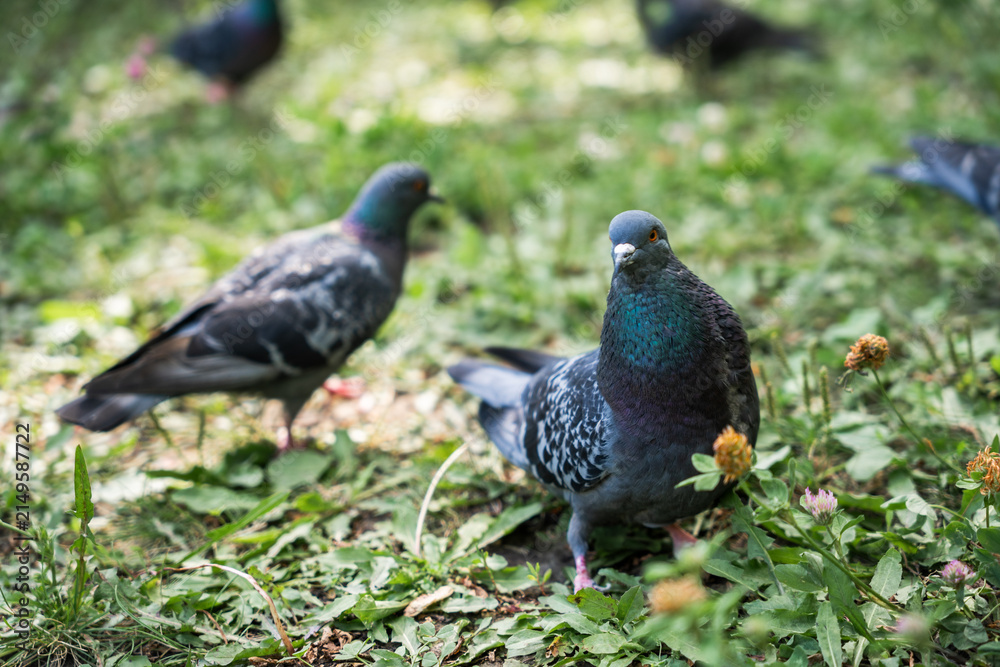 Fototapeta premium Close-up of a pigeon with iridescent neck feathers on green grass.