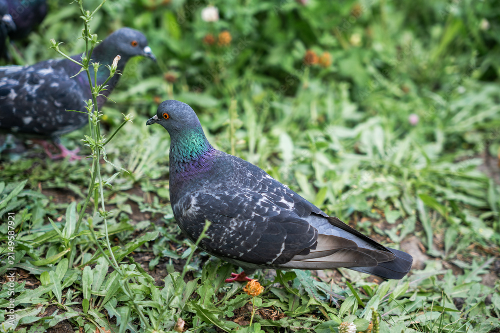 Obraz premium Close-up of a pigeon with iridescent neck feathers on green grass.