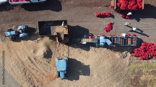 Aerial View of Farm Workers Bagging Onion Sets After Harvest, Agricultural Packaging, Rural Farming, Crop Handling