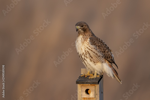 Fotografía Adult Red-tailed Hawk perched on a wooden fence post in a winter meadow, watching for prey in its natural habitat