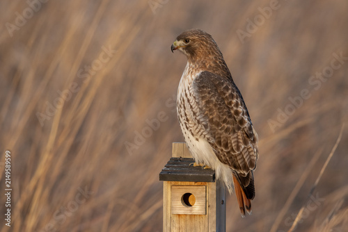 Canvastavla Adult Red-tailed Hawk perched on a wooden fence post in a winter meadow, watching for prey in its natural habitat