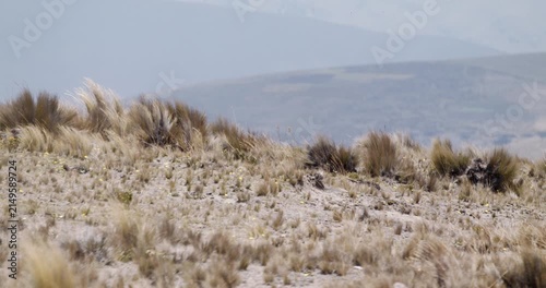 Wind blowing dried bushes highland mountain scenery ecuador chimborazo telephoto