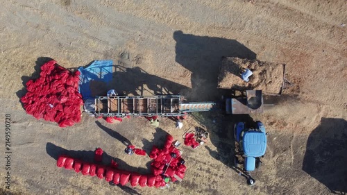 Aerial View of Onion Sets Processing on Conveyor During Harvest, Agricultural Machinery, Farm Workers, Rural Crop Production
