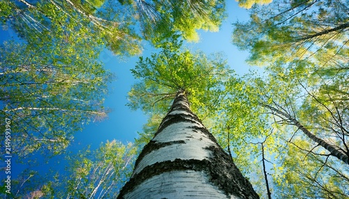 Looking Up At A Tall Birch Tree With Green Leaves And Blue Sky