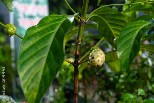 Foto Closeup of noni fruit growing on a tree branch with lush green leaves in a garde