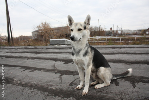 фотографія A black and white mixed breed dog sitting on a wooden surface outdoors in a rural setting