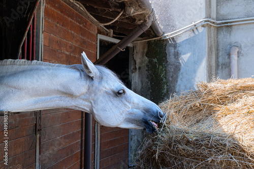 Horse Eating Hay