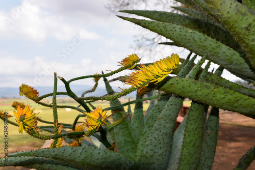 Foto Aloe marlothii with bright yellow flowers and green spiky leaves